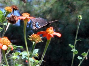 MINOLTA DIGITAL CAMERA