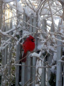 MINOLTA DIGITAL CAMERA